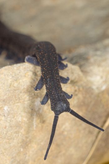 Media type: image;   Invertebrate Zoology 168055 Description: Digital photograph of specimen in life.;